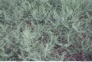 Photo Textures of Plants 0002